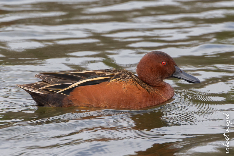 emily renzel wetlands 2025